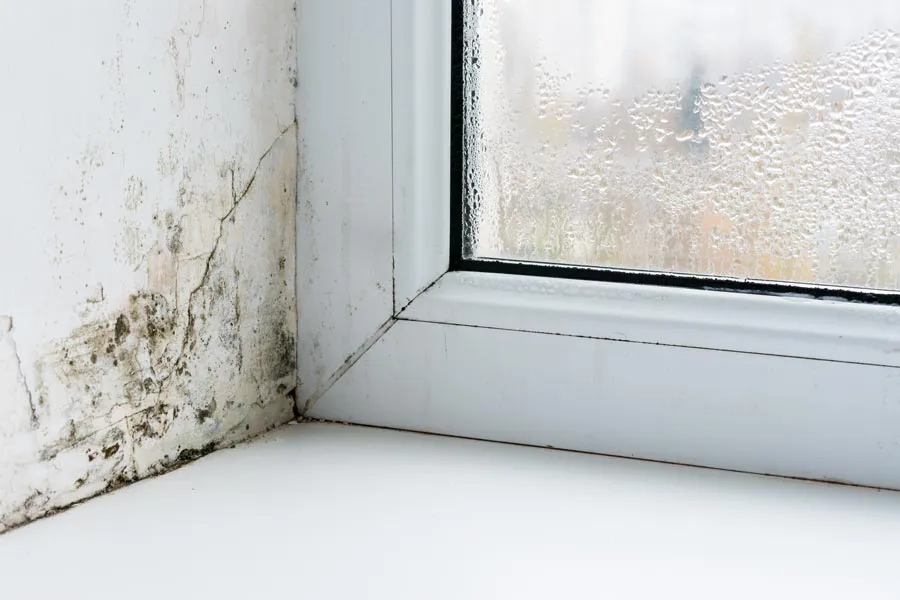 Mold-and-Mycotoxin-Clinic Mold buildup in the corner of a window sill. Get treatment for mold and mycotoxin illness from Dr. Noelani Rodriguez in San Diego.